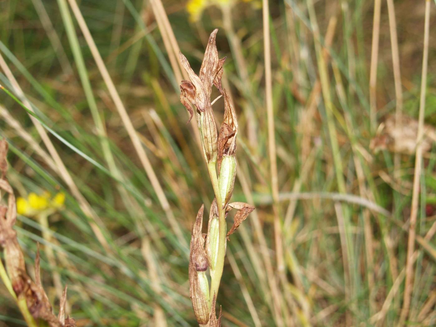 Serapias, Long-lipped fruit